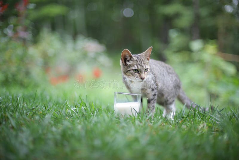 Cat and Milk stock image. Image of defocus, attention 10990657