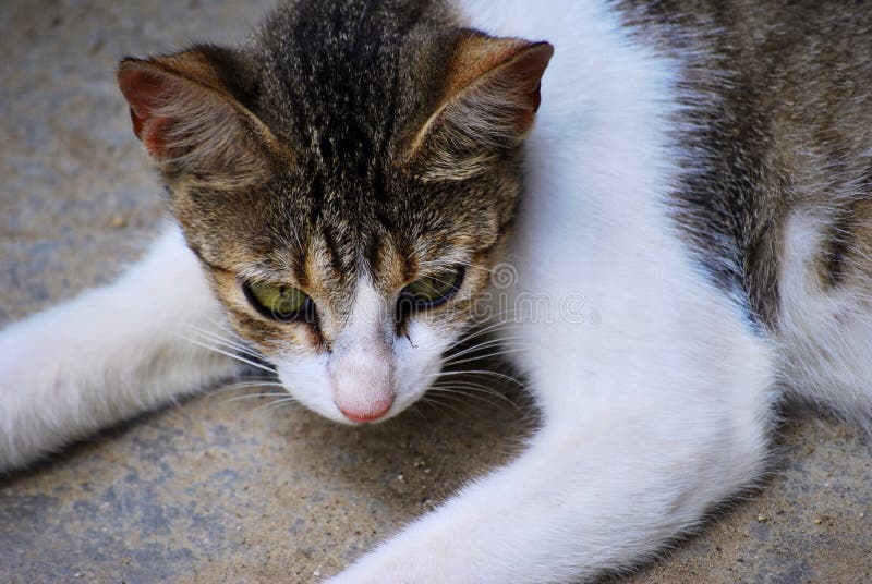 Cat modeling stock photo. Image of camera, lazy, modeling 118505596