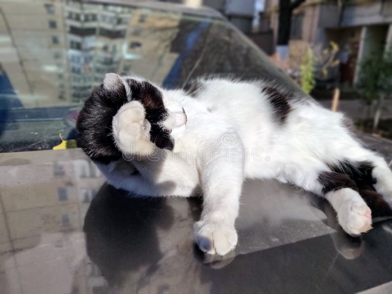 Cat in the Morning Sunshine Stock Image Image of morning, sunshine