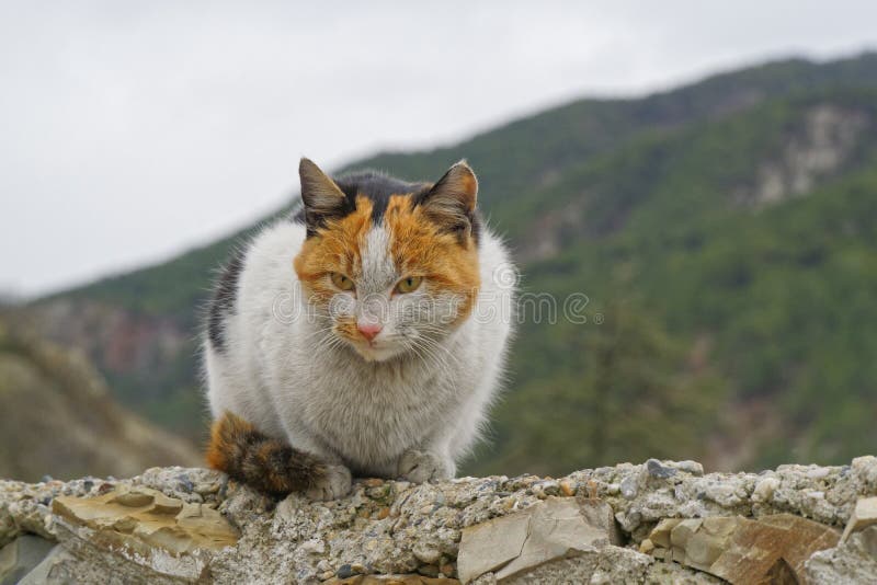Cat in the Mountains stock image. Image of sweet, animals 109194097