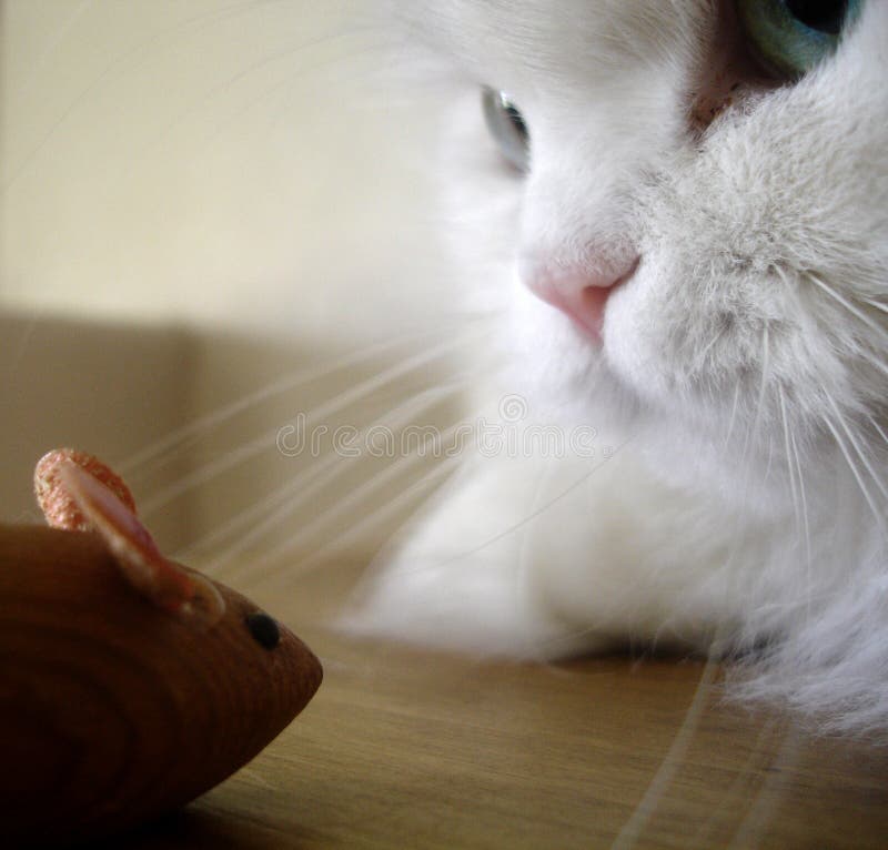 Cat and Mouse