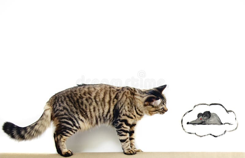 Cat and mouse