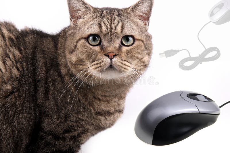 Cat and mouse