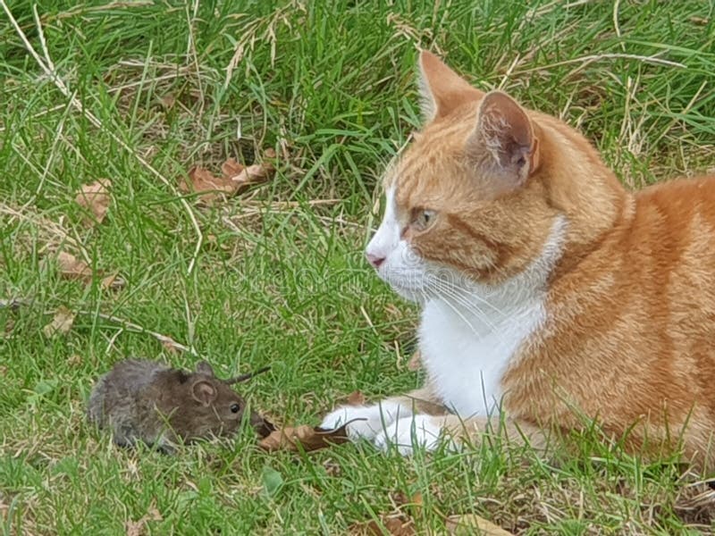 Cat and Mouse Sitting Together on the Grass Beautiful Ginger Tabby