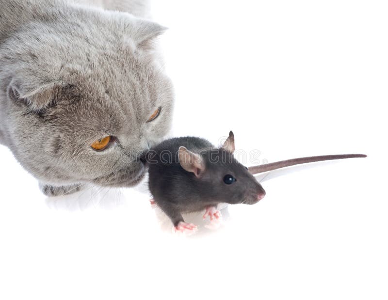 Cat and mouse together stock photo. Image of mammal, white 11598646