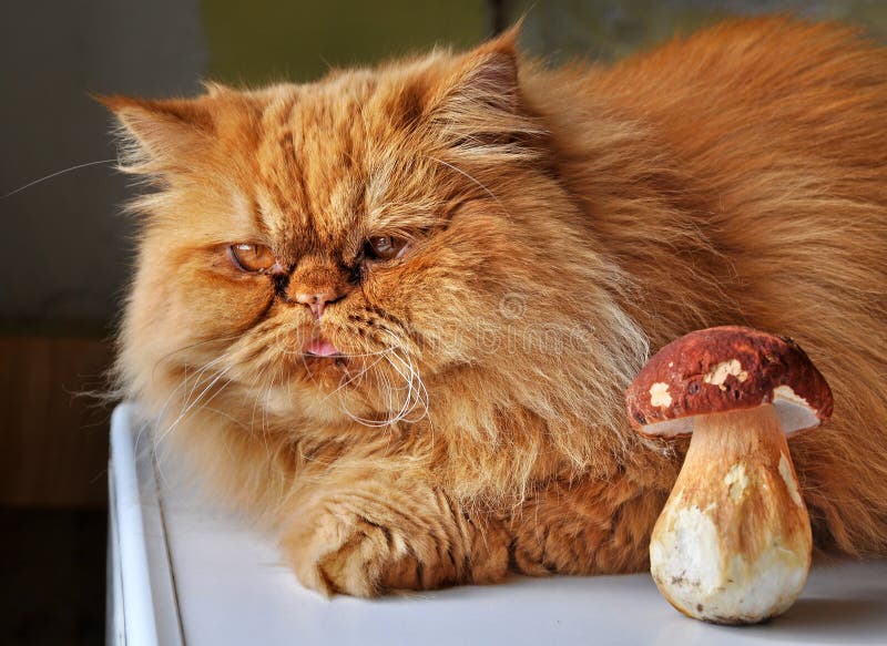 Cat and mushrooms stock photo. Image of mammal, hungry 20994484