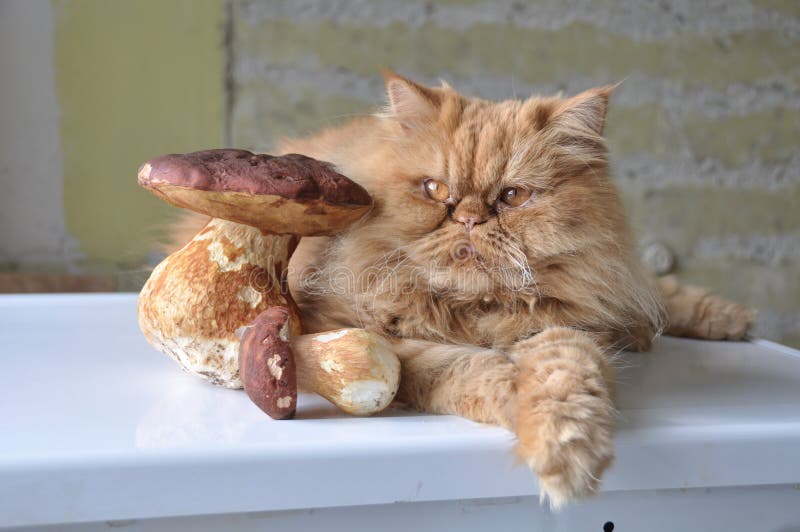 42 Top Photos Could Cats Eat Mushrooms - Can Cats Eat Mushrooms? Are Mushrooms Safe For Cats ...