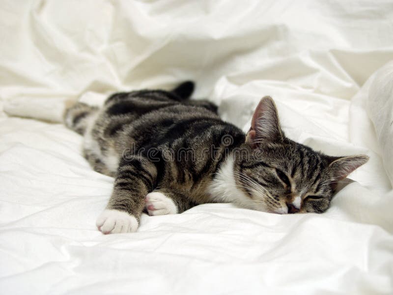 Pigro Gatto sul Letto.