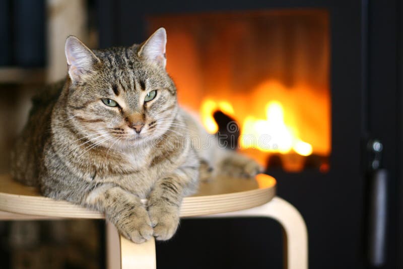 Cat near Fireplace