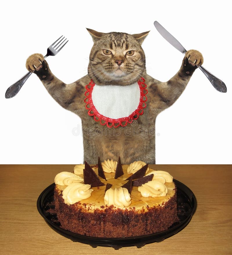 Cat eating a cake stock image. Image of cafe, humor 160996931