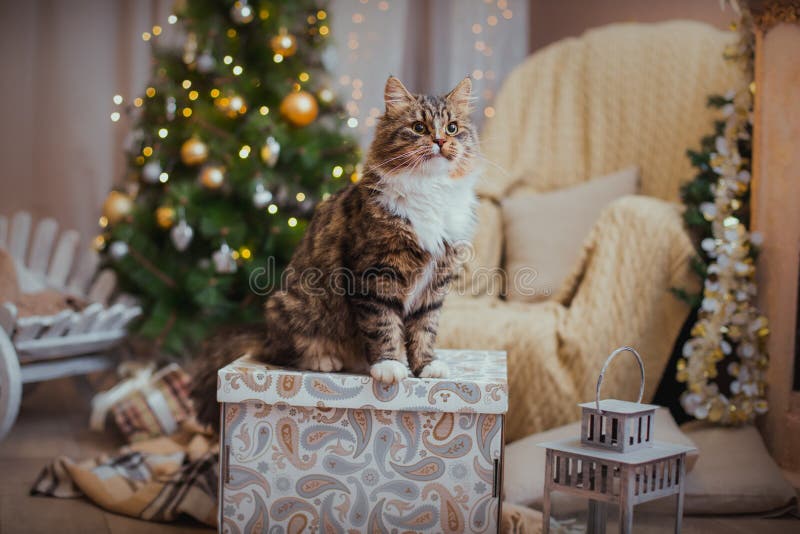 Cat, new year holidays, christmas, christmas tree royalty free stock images Cat, new year holidays, christmas, christmas tree royalty free stock images