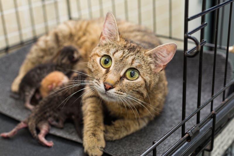 Cat and newborn kittens stock photo. Image of eyes, abandoned 186867176