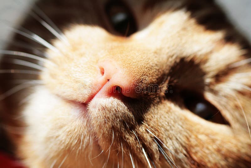 Cat Nose