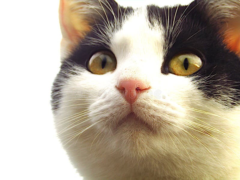 Closeup of a cat's nose stock image. Image of macro, closeup 1238553