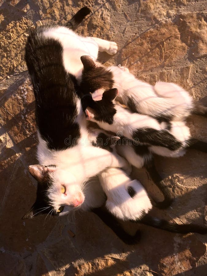 188 Stray Cat Nursing Stock Photos Free & RoyaltyFree Stock Photos