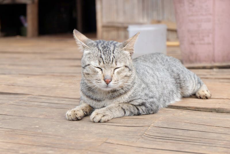 Cat one the bamboo floor stock image. Image of eating 91650663