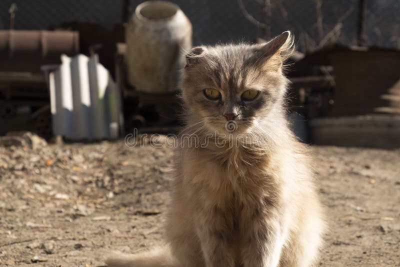 Cat with One Ear Basking in the Sun Stock Image Image of cute, ears