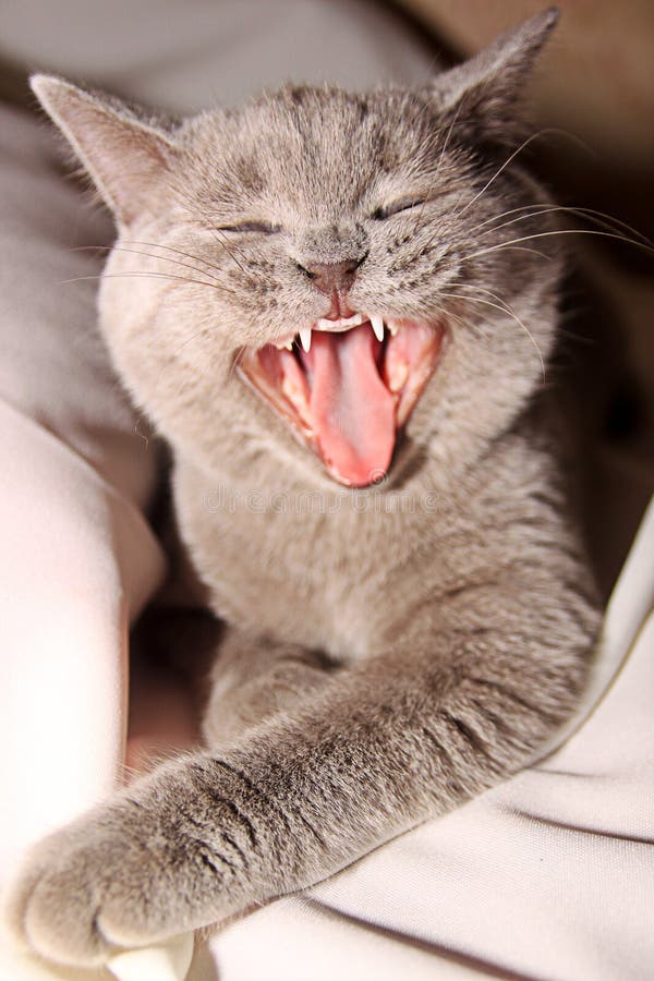 Cat With Open Mouth Royalty Free Stock Image Image 24863726