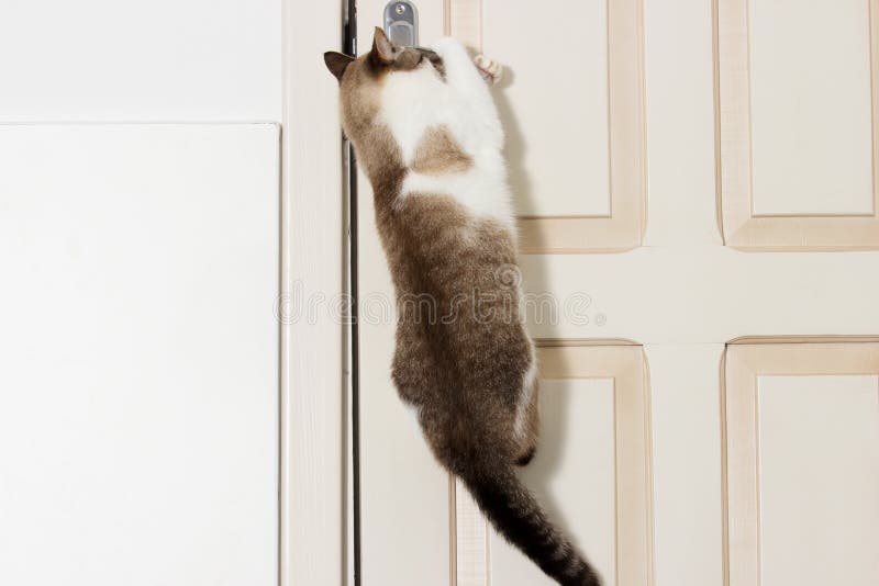 Cat opens the door stock image. Image of opens, sitting 99885837