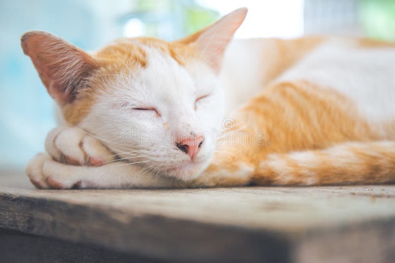Cat Orange bianca che dorme su uno scrittorio di legno immagine stock Cat Orange bianca che dorme su uno scrittorio di legno immagine stock