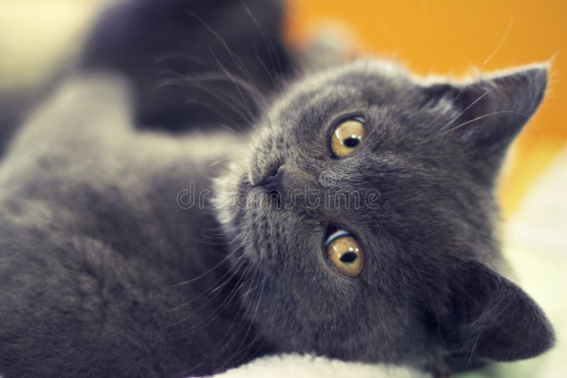 Cat with orange eyes stock photo. Image of blurred, gray - 25939796