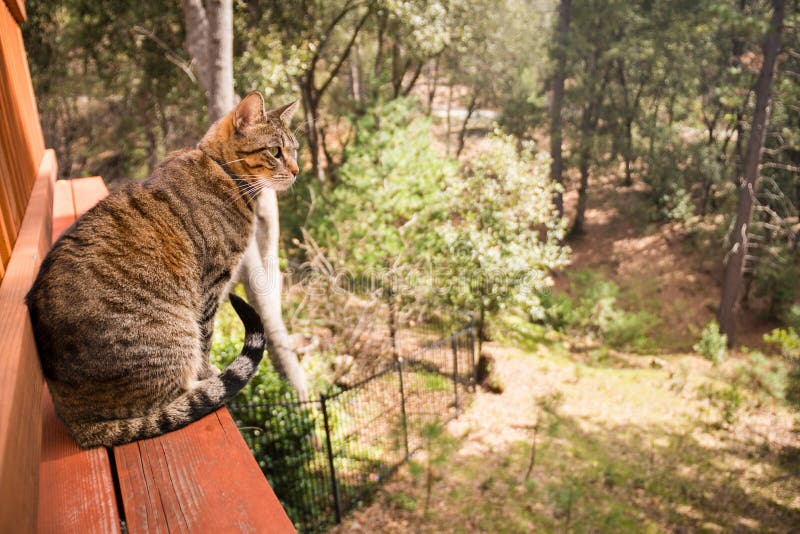 Cat outdoors stock image. Image of trees, catinascene 50714063