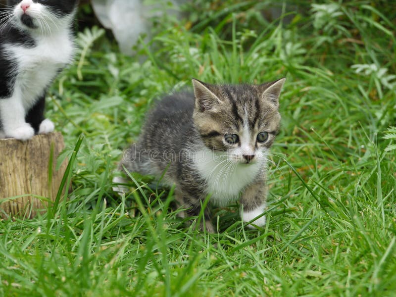 Cat outside stock image. Image of kitten, hairy, outside 47745521