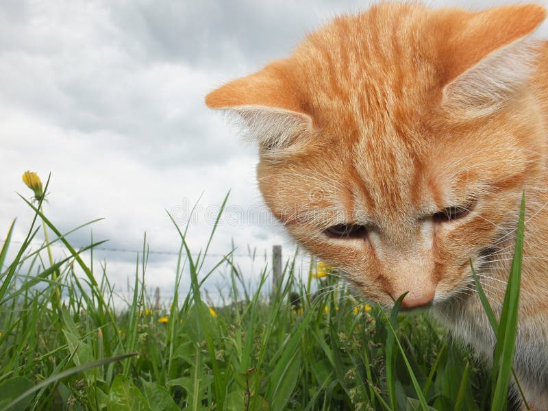 68,245 Cat Outside Stock Photos Free & RoyaltyFree Stock Photos from