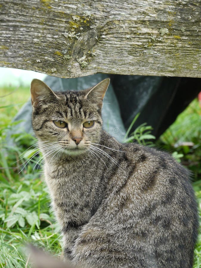 68,245 Cat Outside Stock Photos Free & RoyaltyFree Stock Photos from