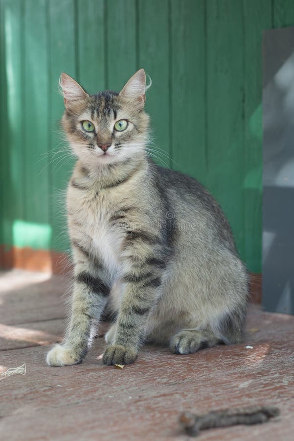 Cat sitting on the ground. Cat sitting on the ground