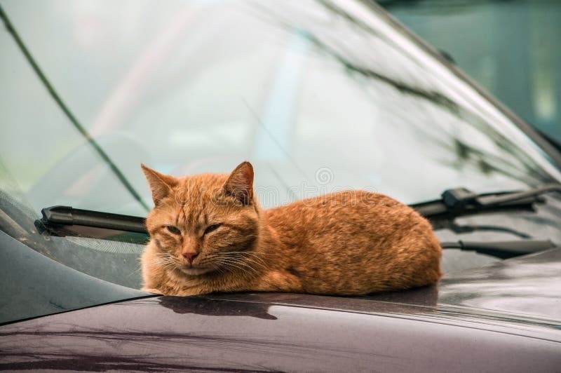 Red Cat Sleeping on the Hood of a Car Stock Image Image of city, yard 14984883