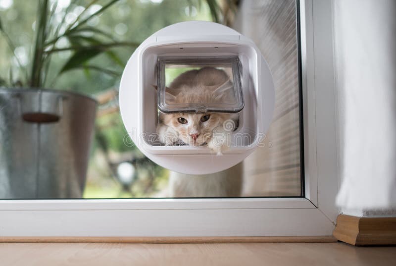 cat flap cape town