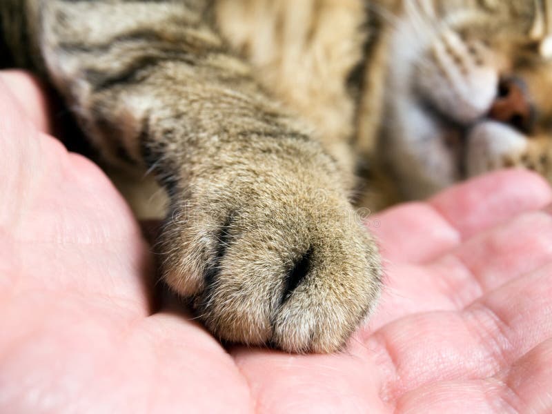 322 Cat Foot Pad Photos Free Royalty Free Stock Photos From Dreamstime