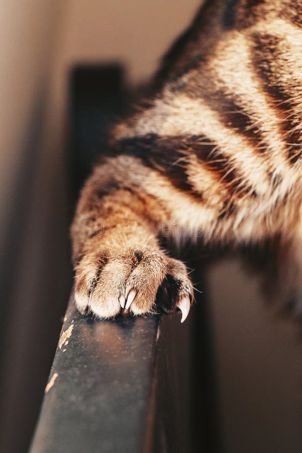 Cat paw with large nails. - Stock Image - Everypixel