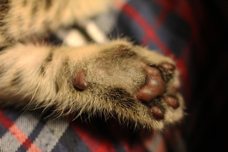 Leather Pads Furry Cat Paw Stock Photos Free & RoyaltyFree Stock