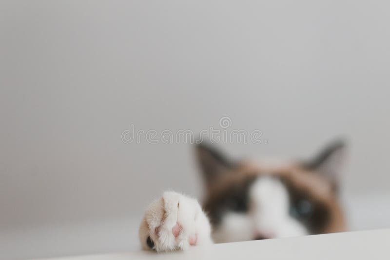 Cat paw stock image. Image of color, care, household 63745541