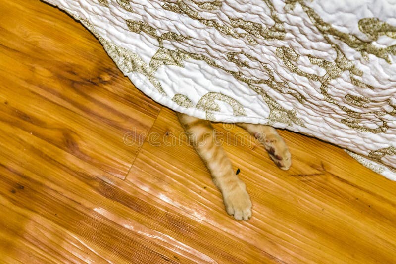 Cat paw peeking under the bed royalty free stock images Cat paw peeking under the bed royalty free stock images