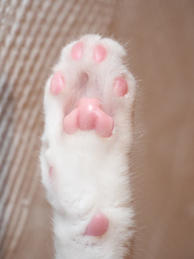 Cat Paw with Pink and White Stock Photo Image of puss, head 203276372