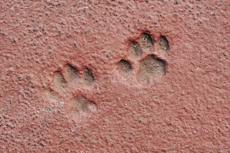 Cat Paw Prints in Concrete stock image. Image of footprints - 27137339