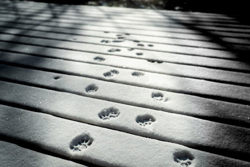 Cat paw prints in snow