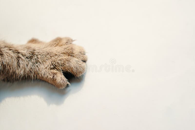 Cat paw on white background.