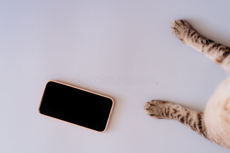 Cat paws on chromakey screen of a mobile phone. modern technologies. social networks in the modern world. blue background. the cat uses the phone. copy space, advertising. Background chromakey copy space stock images, royalty-free photos and pictures