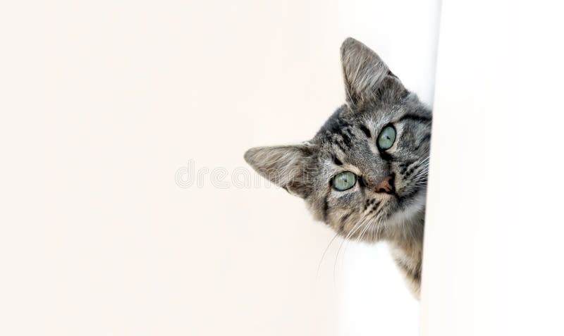 Cat Peeking stock images