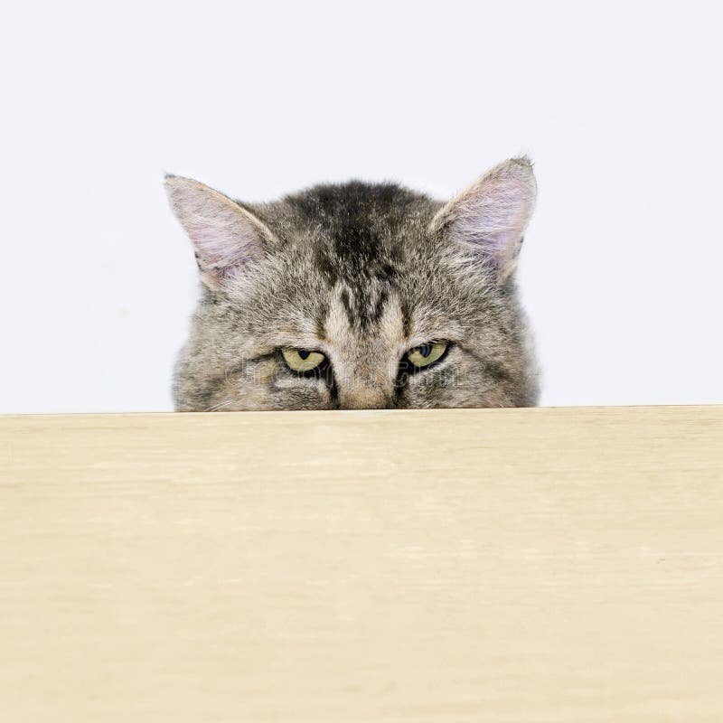 Cat Peeking Out from Behind the Table Surface Stock Image - Image of ...