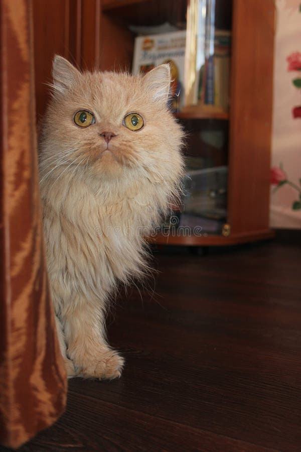 Cat Peeking Out from Under the Couch Stock Photo Image of peeled