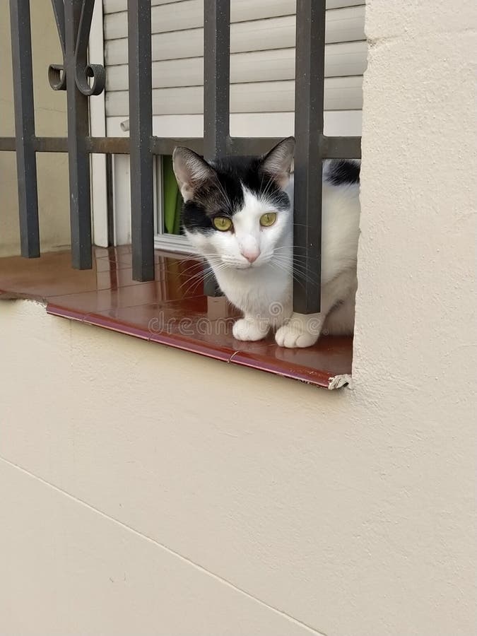 152 Cat Peeking Out Window Stock Photos Free & RoyaltyFree Stock