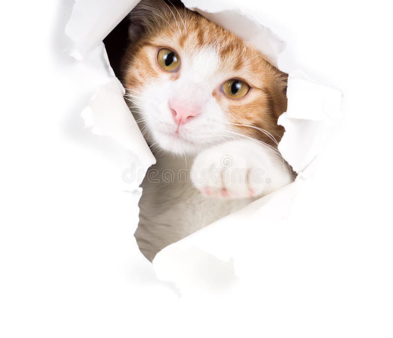 List 97+ Wallpaper Why Is My Cat Ripping Her Hair Out Latest