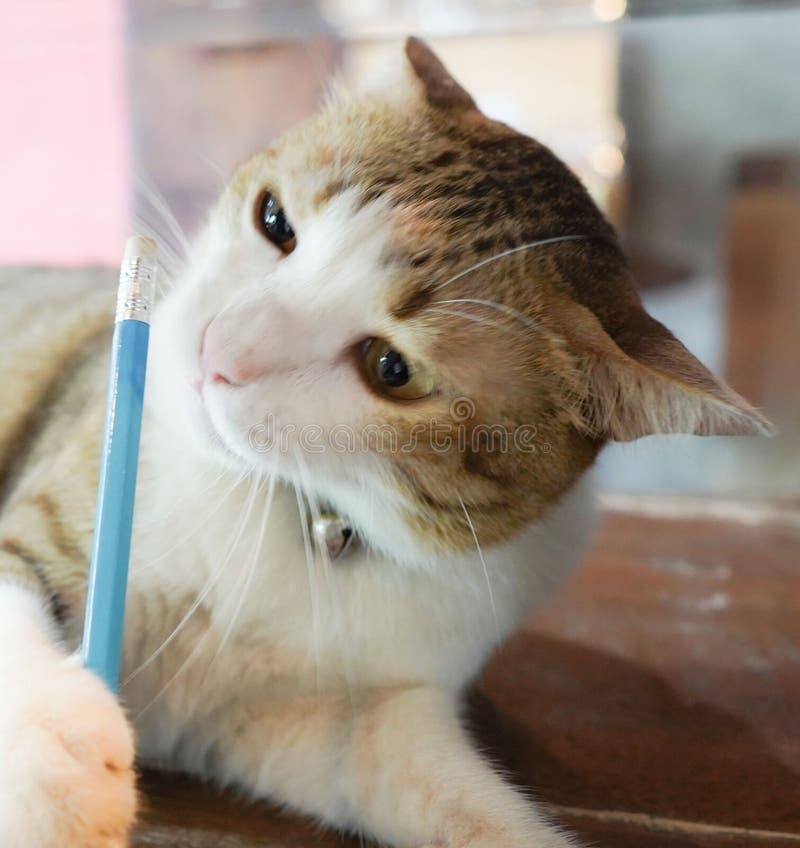 557 Pencil Drawing Cat Stock Photos Free & RoyaltyFree Stock Photos