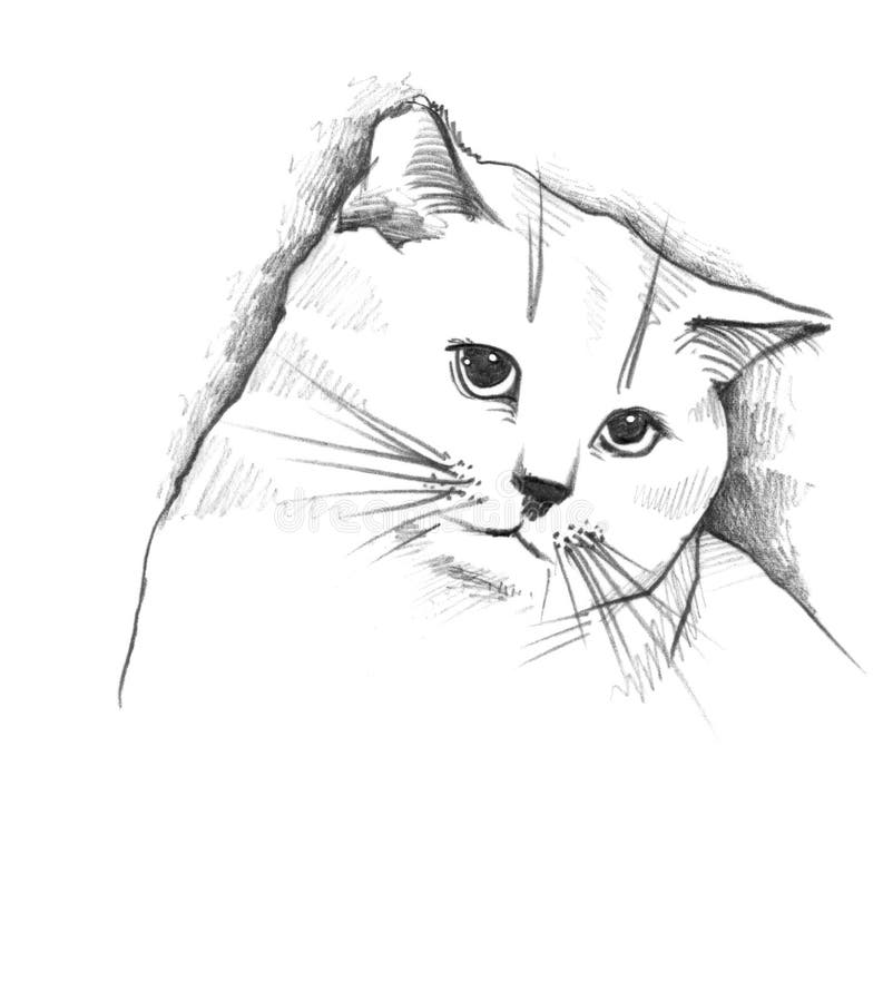 Easy Drawing Guide: How to Draw a Cat Face | XPPen