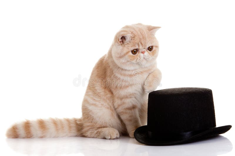 Man In A Suit With A Hat Playing A Trumpet Stock Image - Image of ...